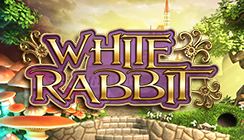 White Rabbit White Rabbit