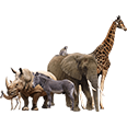Safari-in-Africa