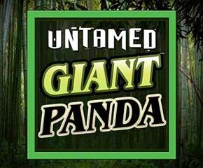 Untamed Giant Panda